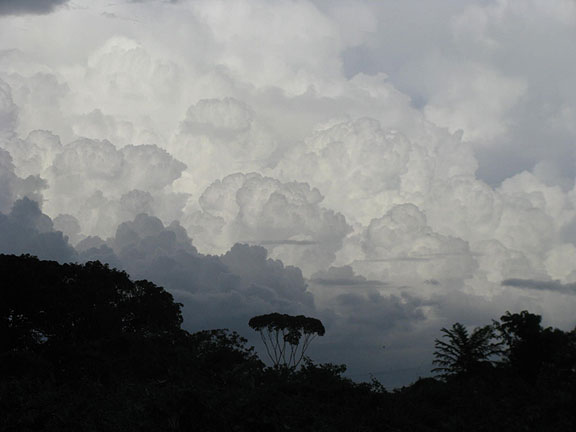 clouds-and-treeline_6394