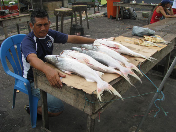 Fresh fish in Icoaraci.