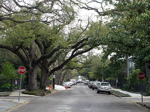 Gotta love old oak trees providing a canopy over your street!