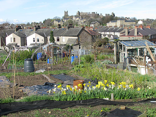 Lancaster castle on distant hilltop, allotment (community garden) in foreground.