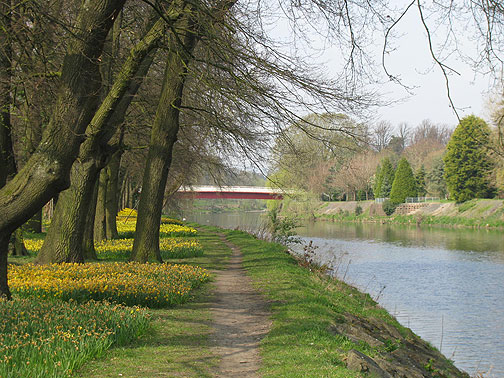 April daffodils on the River Taff in Cardiff, Wales.