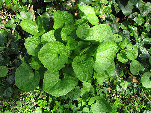Jack in the Hedge, a fantastic garlicky tasting wild leafy plant, suitable for salads and just munching!
