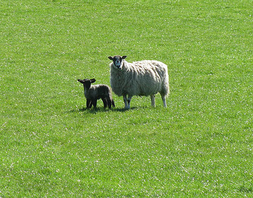 lamb-and-mom_8734