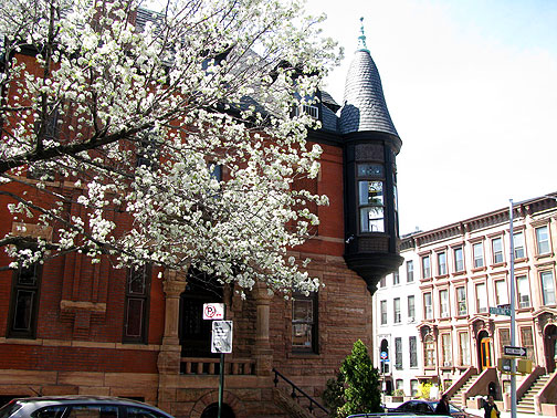 Blossoming tree on 6th Avenue in Park Slope, Brooklyn.