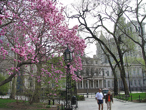 Magnolia in City Hall Park, New York.