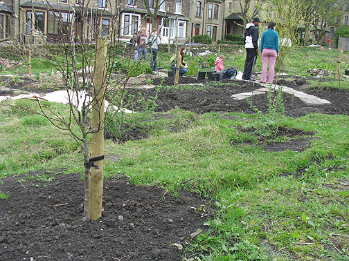 Future Food Forest in development: A pear tree takes root.