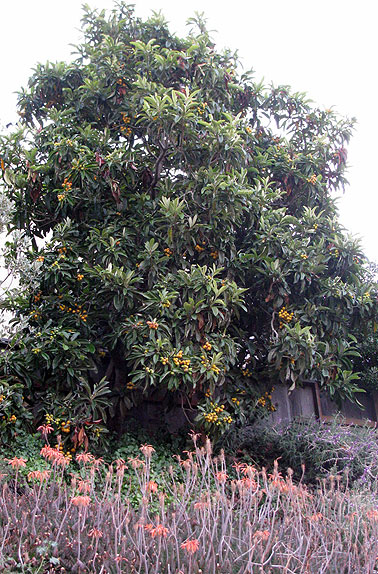Loquats ready to harvest on Bernal, early June 2009.