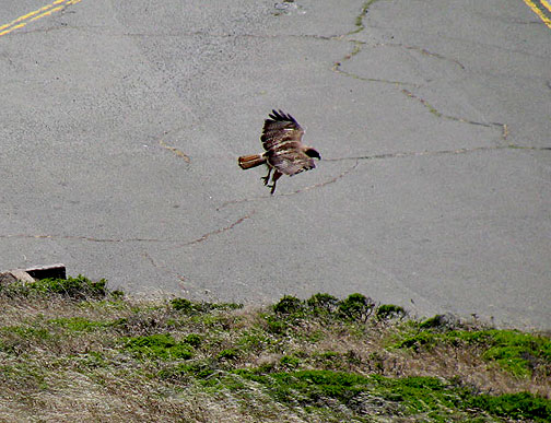 This redtailed hawk is reaching for its dinner off the south peak of Twin Peaks, June 09.