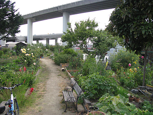 Freeways swoop incongruously over Mission Creek community garden, the creek itself, and its dozens of houseboat residents.