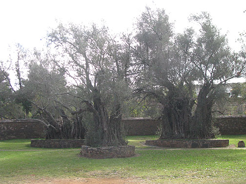 400 year old olive trees in Tzintzuntzan.