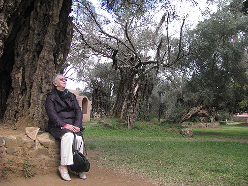 My mother shares a moment with the 400-year-old olive trees of Tzintzuntzan.