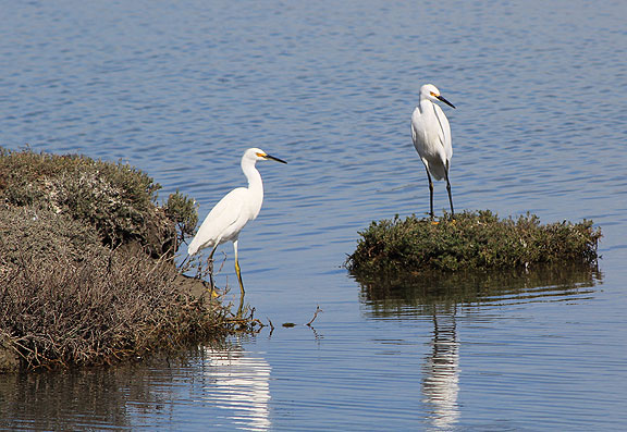 Snowy egrets hanging out.