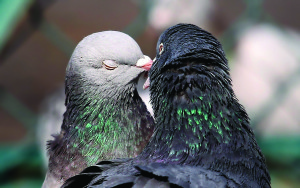 Kissing-Birds-Pigeons