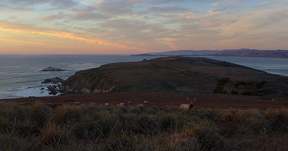 elk-and-sunset-over-tomales-pt_1050636