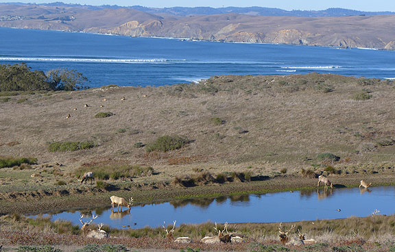 From a birthday hike on Tomales Point, elk watering at a pond with Bodega Bay and Sonoma county coast in distance across mouth of Tomales Bay.