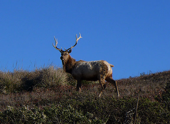 Elk? Point Reyes? Not related to article, but nice for a visual break here and there!...