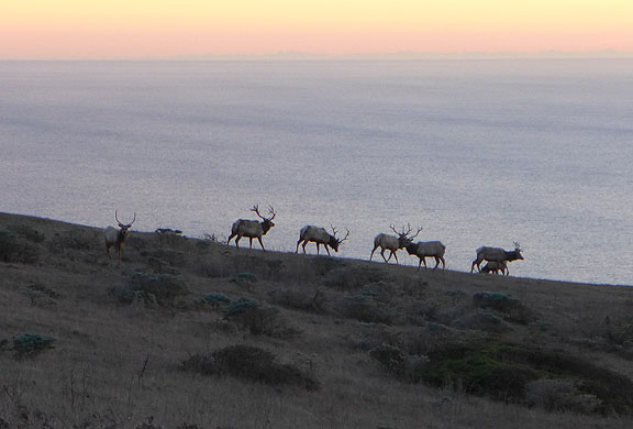 elk_pacific-ocean_1050644