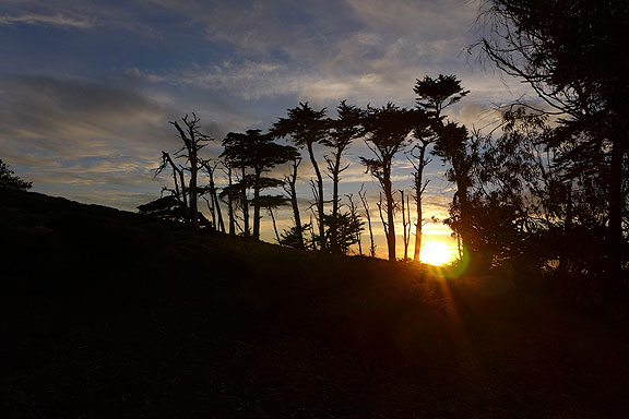 sunset-and-trees-tomales-pt-walk_1050630