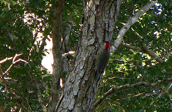 West Indian Woodpecker in protected biospheric zone adjacent to Bay of Pigs.