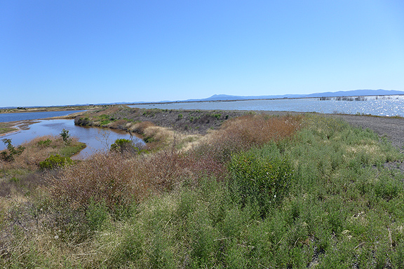 The eastern parcel is at left, not yet opened to the bay, and bay waters cover the larger Cullinan Ranch parcel on the other side of the levee. Both of these parcels lie north of Highway 37 and the restoration work has had to ensure that the road would remain above the waters and not suffer erosion from tides and wave action.