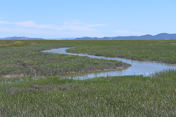 Healthy marshes with natural tidal channels at Sears Point.