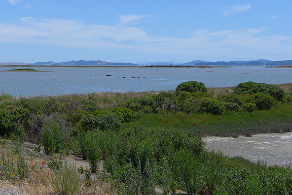 You may be able to see the San Francisco skyline on the far horizon behind the San Rafael bridge. This view is from the marshlands along the north shore of San Pablo Bay.