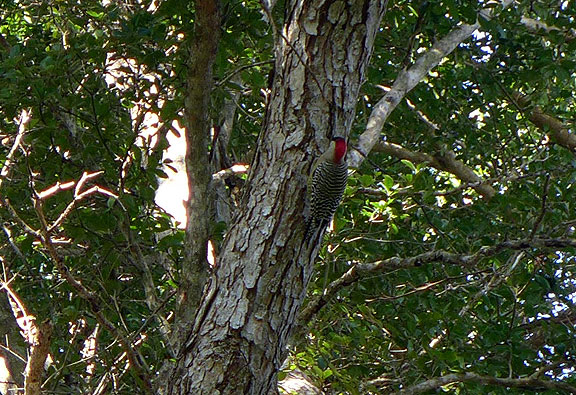 A West Indian Woodpecker, seen not far from the Bay of Pigs!