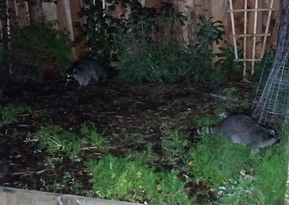 These raccoons had their way in our backyard during our annual Posada on December 17... fearless critters!
