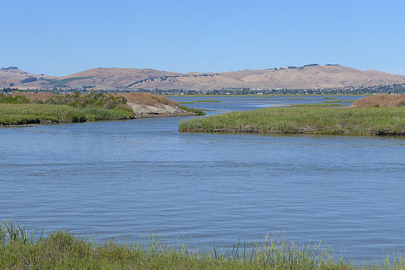 More recently restored wetlands near Vallejo.