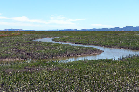 Restored wetlands on north rim of Bay, San Francisco visible in far distance.